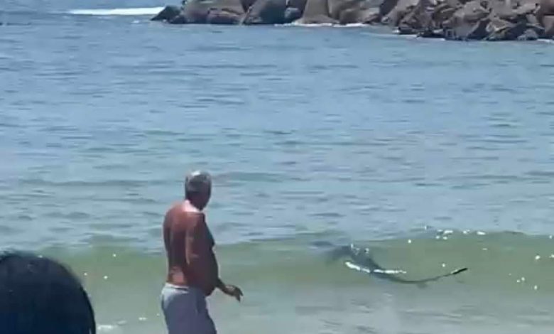 Pequeno tubarão avistado na praia de Espinho