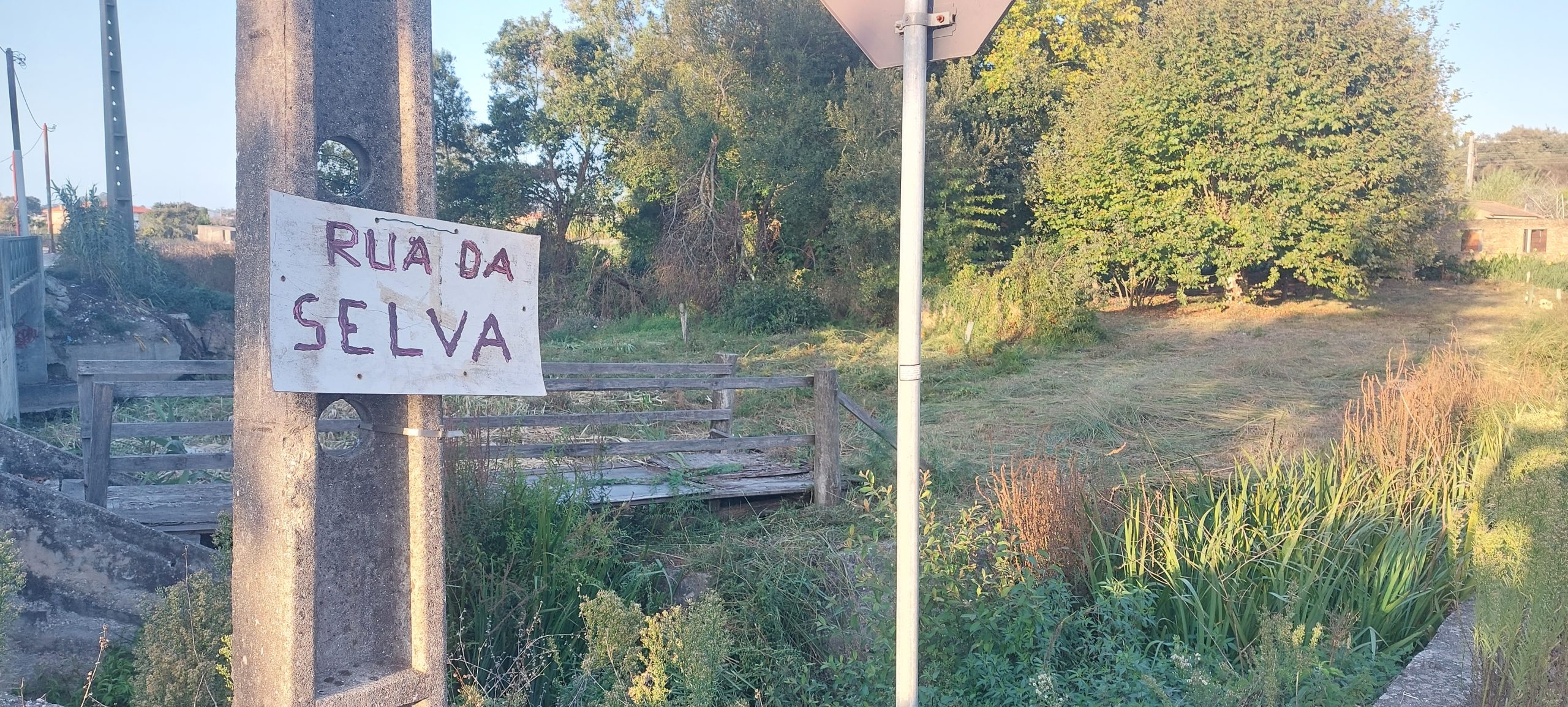 Atenção, está a entrar na "Rua da Selva" (Galeria)