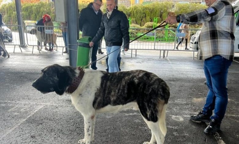 Campeão Nacional Canino “mora” no Furadouro