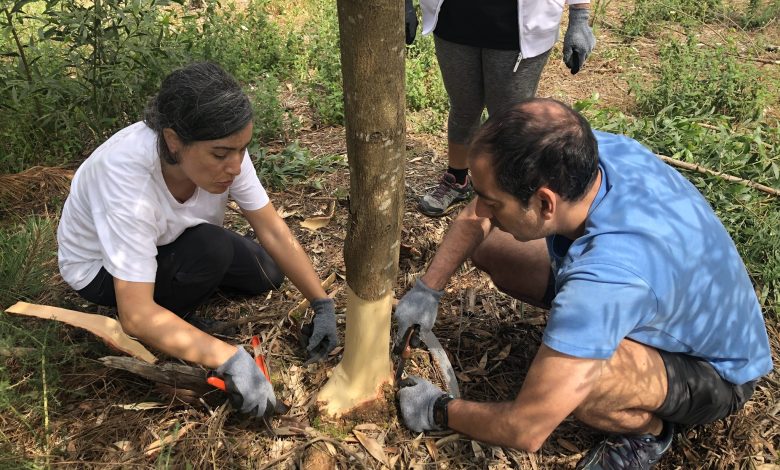 Proteger as Camarinhas das espécies invasoras no Pinhal de Ovar