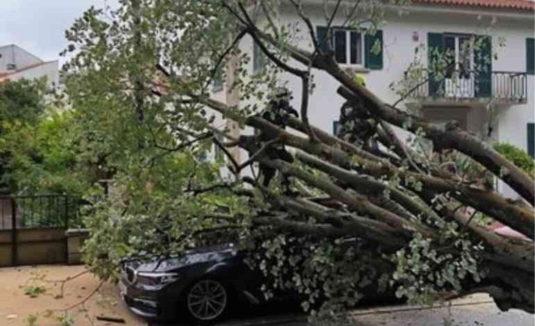 Árvore cai sobre automóvel no Jardim Almeida Garrett