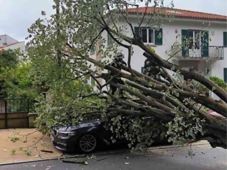 Árvore cai sobre automóvel no Jardim Almeida Garrett