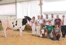Válega domina concurso da raça Holstein Frísia