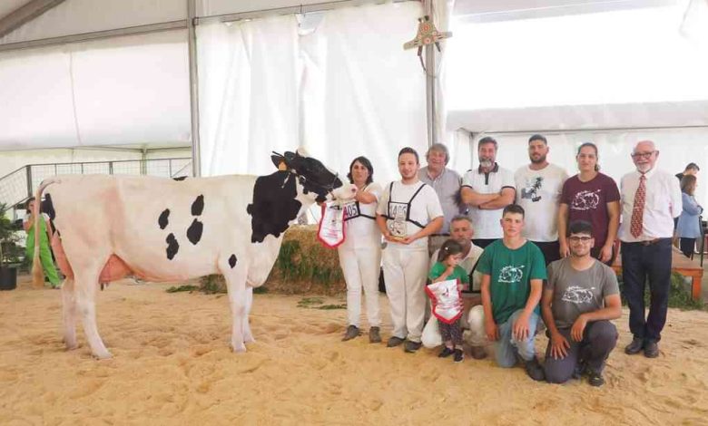 Válega domina concurso da raça Holstein Frísia