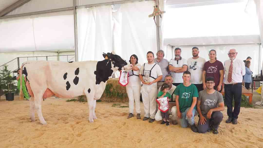 Vacas de Válega dominam concurso da raça Holstein Frísia