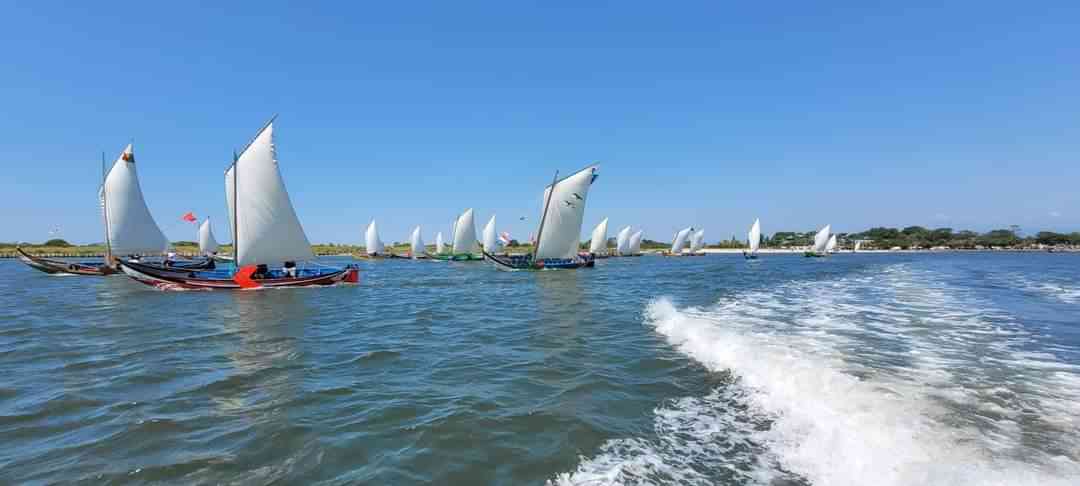 Murtosa: Regata de Bateiras à Vela e Barcos Moliceiros no Cais do Bico