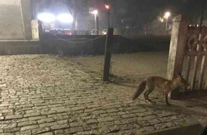 Raposa desorientada procura abrigo no centro de Albergaria-Velha