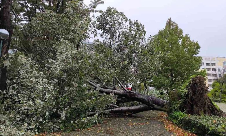 Mau tempo derrubou árvore no Jardim do Caster no centro de Ovar