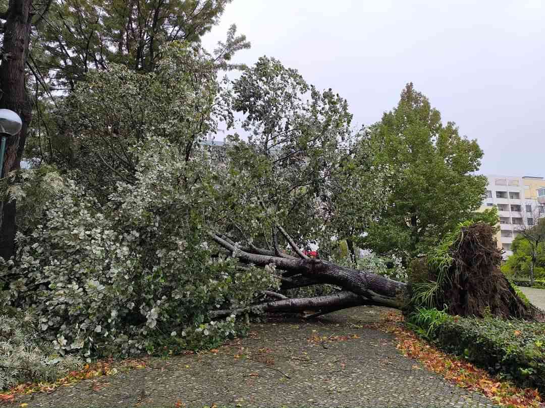 Mau tempo derrubou árvore no Jardim do Caster