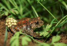 BioRia apresenta Guia de Campo de Anfíbios e Répteis