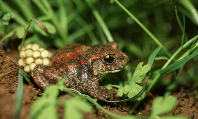 BioRia apresenta Guia de Campo de Anfíbios e Répteis