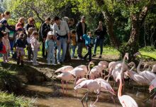 Europarque: Campeonato Mundial de Ornitologia recebe mais de 40 países e 20 mil aves