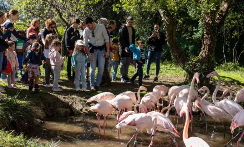 Europarque: Campeonato Mundial de Ornitologia recebe mais de 40 países e 20 mil aves