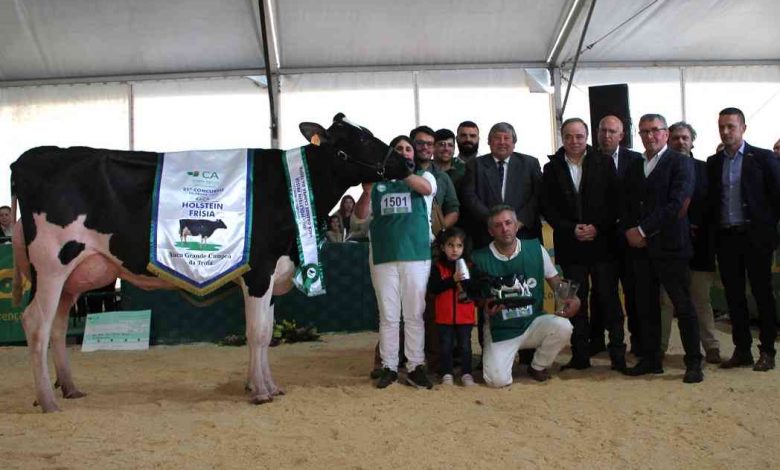 Válega: Qualileite vence 21.º Concurso da Raça Holstein Frísia da Trofa