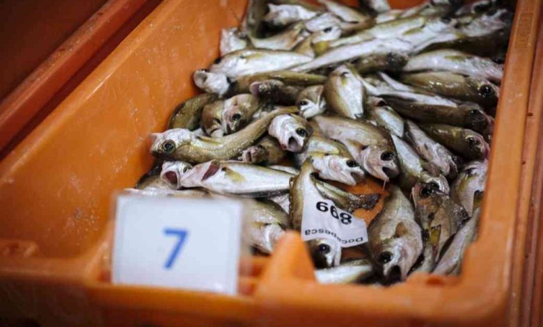 Vinte horas a sofrer no mar entre Espinho e Ovar